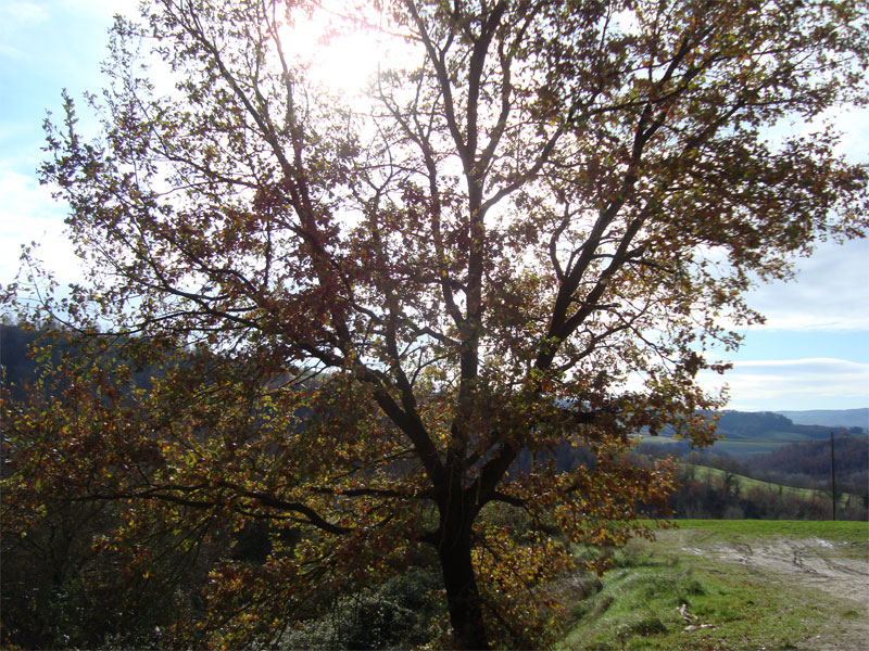 gal/2009/11 - Le escursioni della Ciclistica Valdarbia/DSC01464-01.jpg